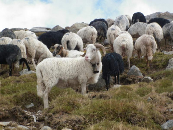 Korsische Schafe