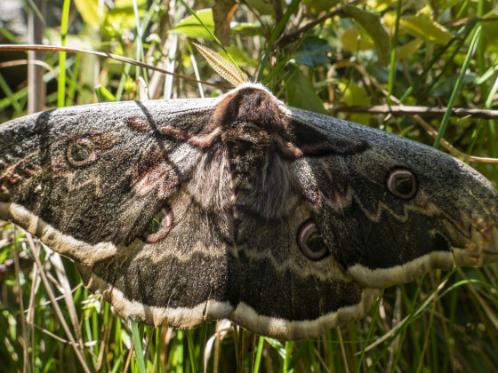der größte Schmetterling Europas: das Grosse (oder Wiener) Nachtpfauenauge